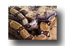 Mighty Boa Constrictor