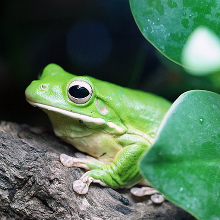 green-tree-frog-942682_960_720