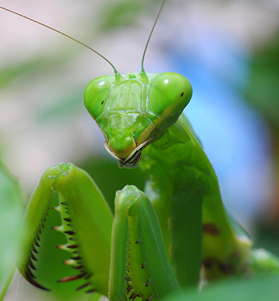 PrayingMantistea400x434_maeklongshutterstock_136394537