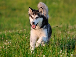 AlaskanMalamuteAnetaPics400shutterstock_66332254