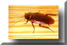 Cockroach