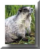 Marmot