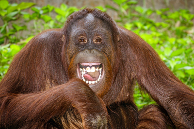 MonkeyApeOrangutan400Rob Hainershutterstock_143294194