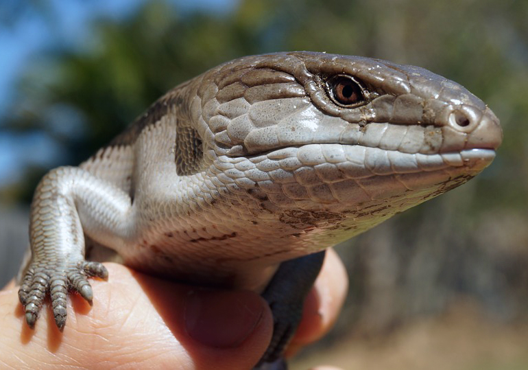 skink
