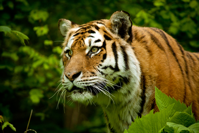 TigerArangan_Ananth400shutterstock_108641777