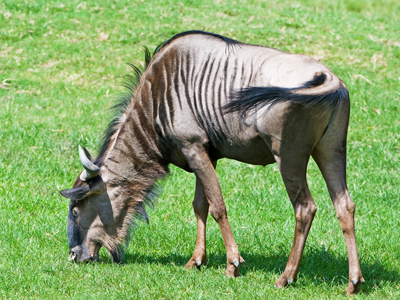Wildebeestgopause400shutterstock_115754704