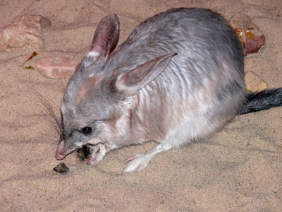 Bilby400shutterstock_3765550Bilby