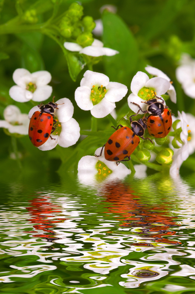 LadyBugsBrian_Chase400shutterstock_16907992