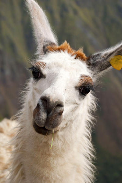 Llama400Gargoniashutterstock_170487491