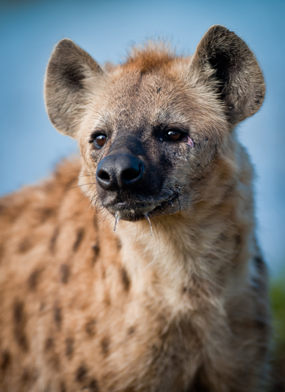 shutterstock_77601559Hyena400Hannes Buys