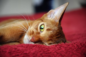 AbysinnianNesterova_Olga400shutterstock_112868869