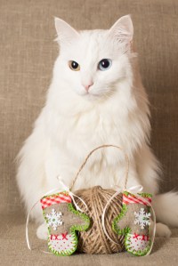 AngoraHelen_Bloom400shutterstock_167068880