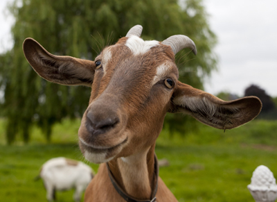 Goat400NikkiHoffshutterstock_150095264Goat