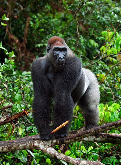 Gorilla-Lowland400Sergey_Uryadnikovshutterstock_89977699