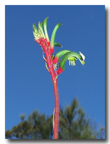 KangarooPaw