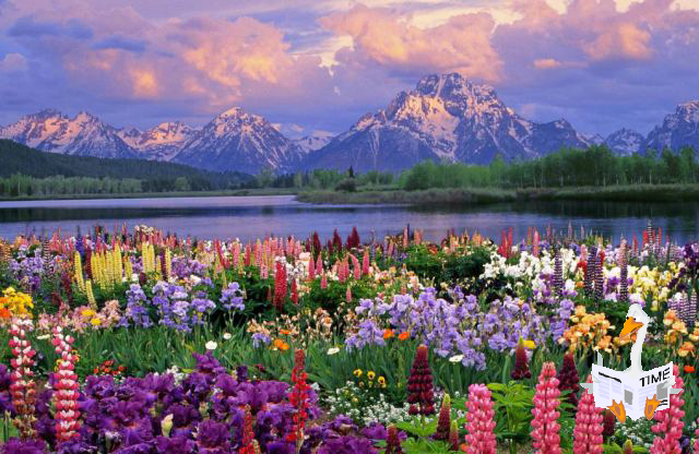 Flowers and Spring and Me!