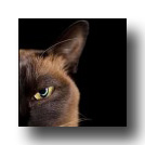 cognitive reflection