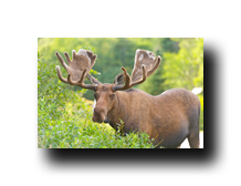 Image Credit: Wildnerdpi/Shutterstock.com