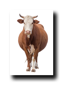 Image Credit: DnD-Production.com/Shutterstock.com