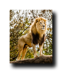 Image Credit: Rob Hainer/Shutterstock.com