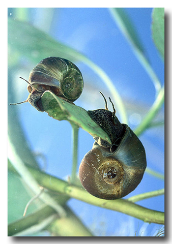 Courtesy: United States Dept. of Ag.