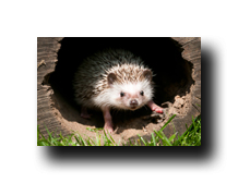 Image Credit: Zorandim/Shutterstock.com