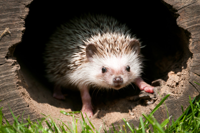 shutterstock_101727064Hedgehog400Zorandim