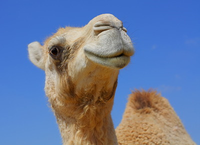 shutterstock_103728881Camel400Konstantnin