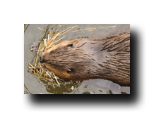 Image Credit: Robert Eastman/Shutterstock.com