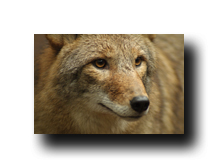 Image Credit: Jeff McGraw/Shutterstock.com