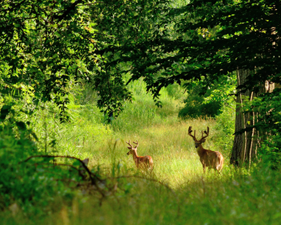 shutterstock_148066625Deer400Bruce-MacQueen