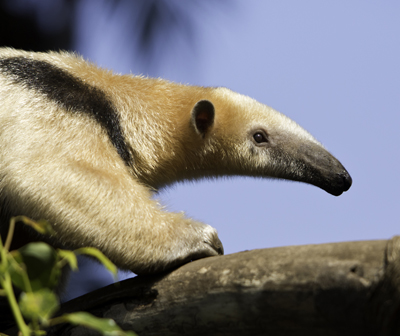 shutterstock_150741839Anteater400StephenNHaynes