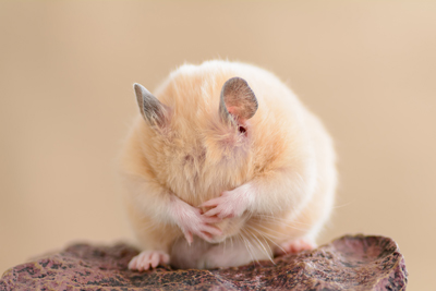 shutterstock_181362146Hamster400stock_shot