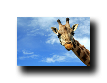 Image Credit: anky/Shutterstock.com