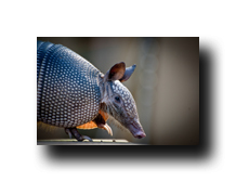 Image Credit: Heiko Kiera/Shutterstock.com