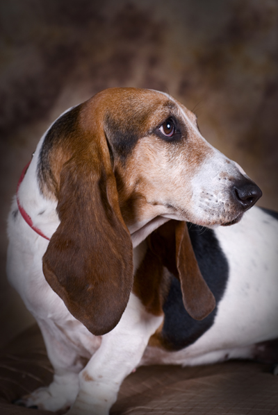 BassetHoundEponaleah400shutterstock_60194476