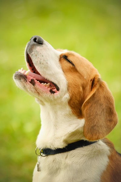 BeagleKrylova_Ksenia400shutterstock_114326080