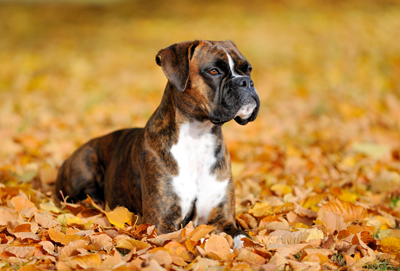 BoxerLarsTuchel400shutterstock_117260971