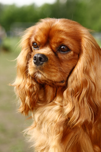 CavalierKingCharleseleana400shutterstock_162558239