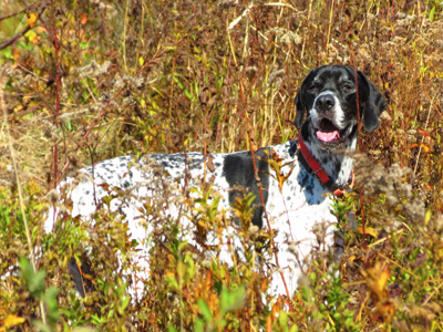 EnglishPointerValerie_Colameta400shutterstock_129271964