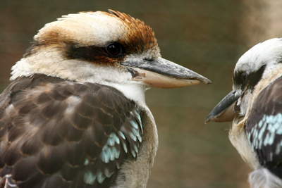 KookaburraInc400shutterstock_18060817