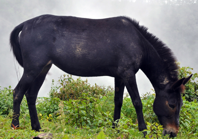 Mule400varandahshutterstock_115135615