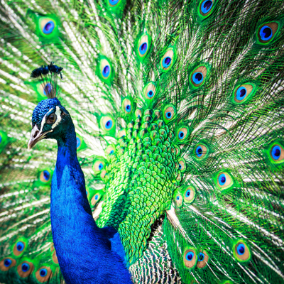 Peacockl i g h t p o e t400shutterstock_153507044
