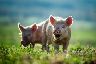 PigletsChumash_Maxim400shutterstock_142092154