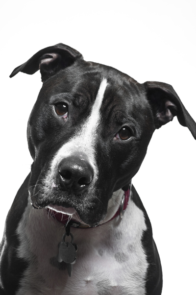 PitbullCameron_Whitman400shutterstock_130703435