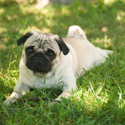 PugULKASTUDIO400shutterstock_130500695