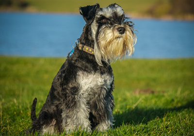 Schnauzerrebeccaashworth400shutterstock_165613670