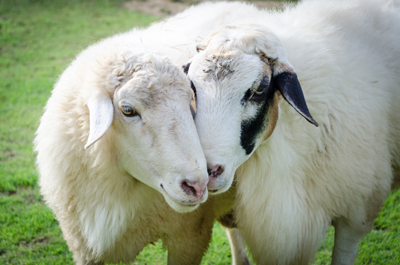 SheepAliwak400shutterstock_156528656