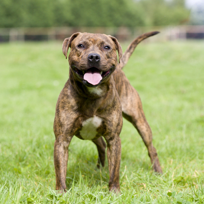 StaffordshireBullTerrierRichard_Chaff400shutterstock_124750405