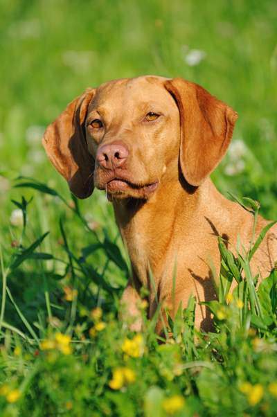 VizslaAnetaPics400shutterstock_69508639